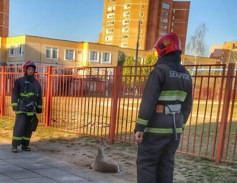 Животное было травмировано и не убегало от людей. Фото: агентство "Минск-Новости"