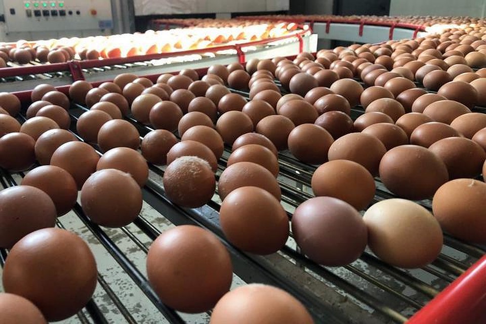 Сдержать цены на куриное яйцо перед Пасхой обещают производители в Хабаровском крае