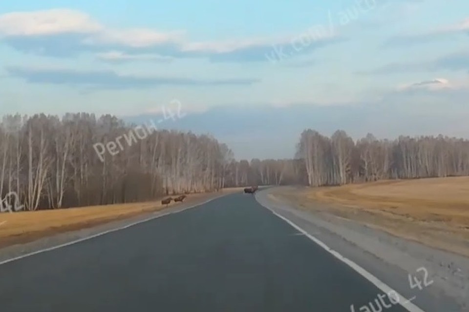 Животные переходили трассу. Кадр: "ВКонтакте"/Регион-42