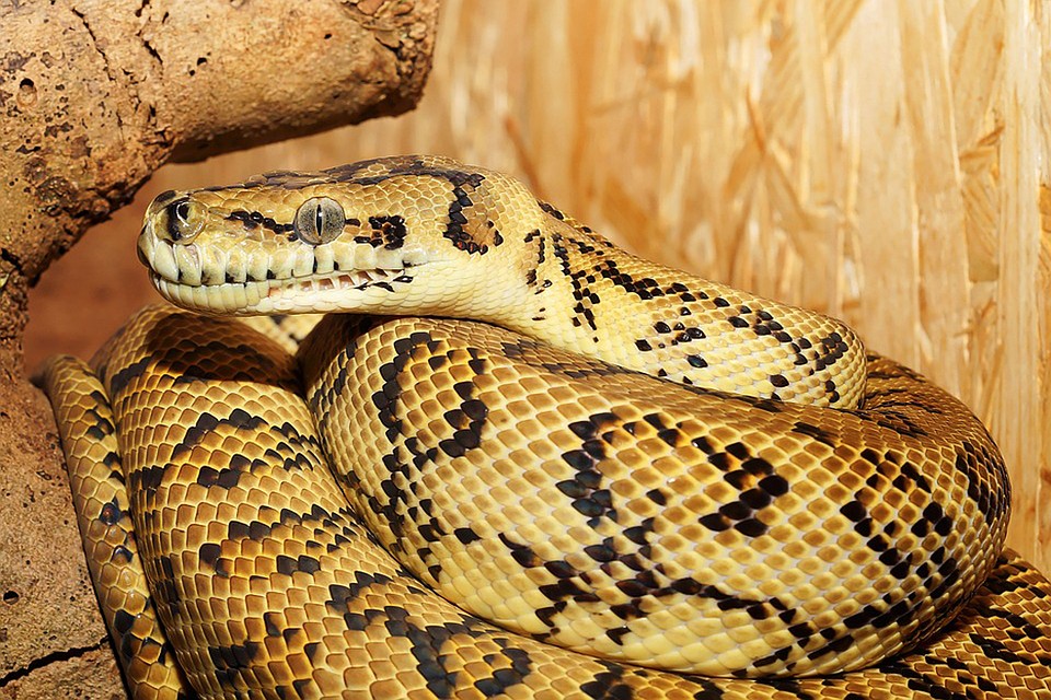 Фото: pixabay.com
