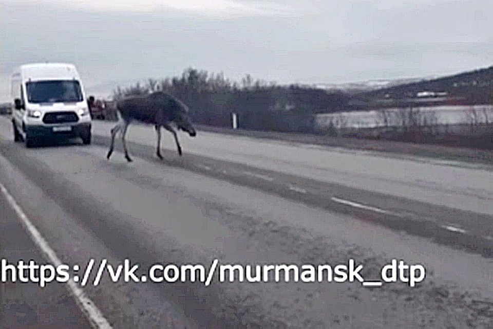 Под Мурманском красавец-лось переходил дорогу с грацией, достойной танцора балетной труппы. Правда, при этом он чуть не попал под белый микроавтобус. Фото: Михаил Глазков