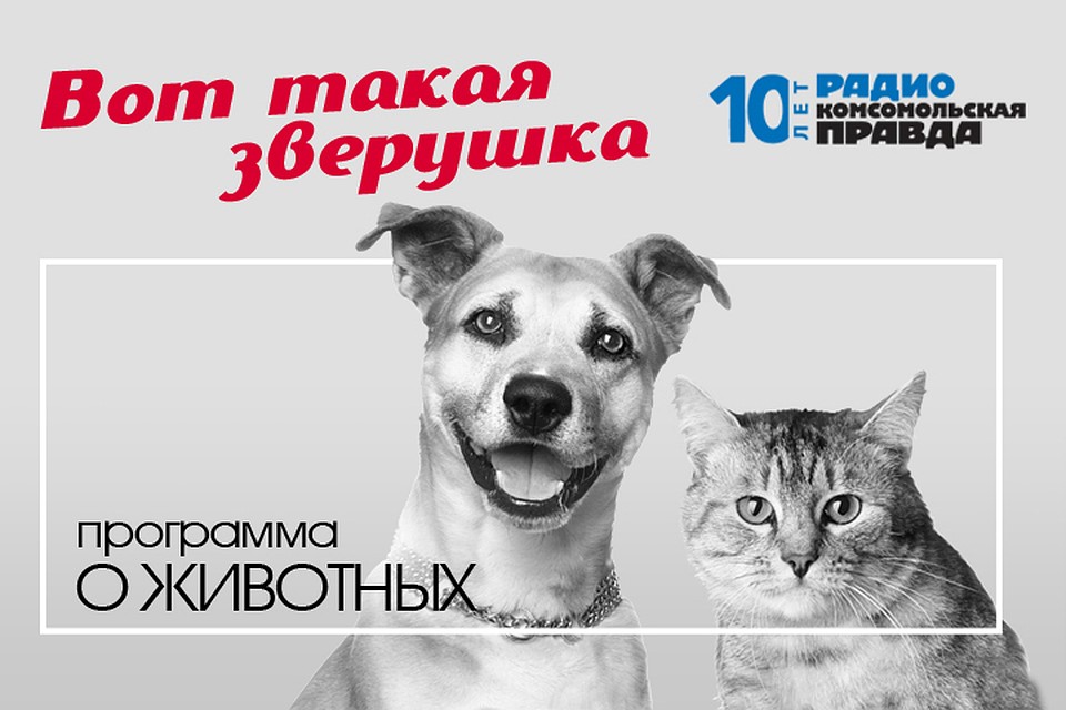 Президент Российской кинологической федерации Владимир Голубев отвечает на вопросы слушателей