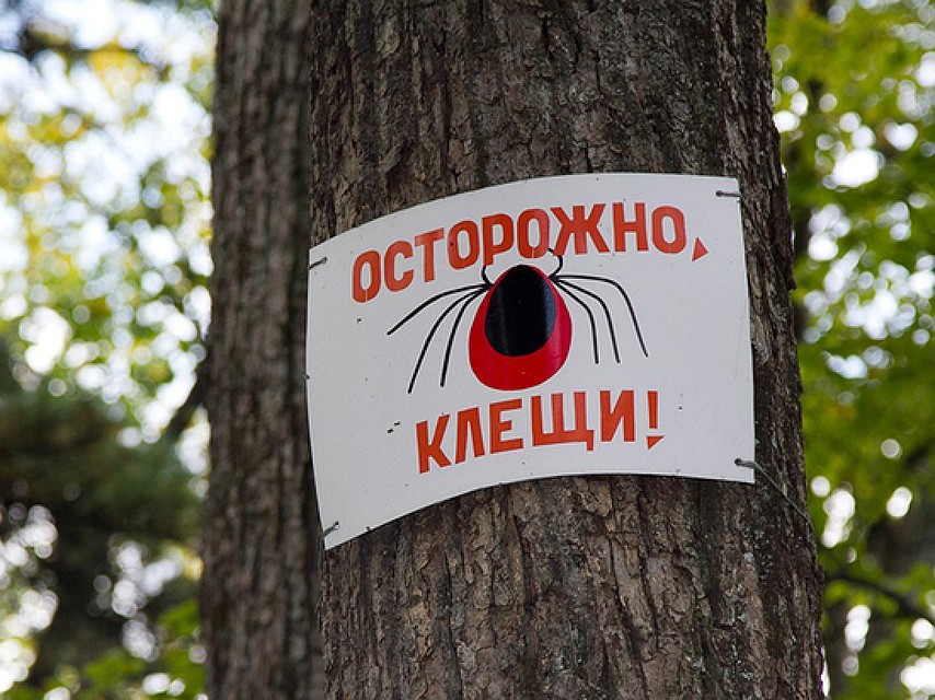 Гулять небезопасно и в парках, и в лесу