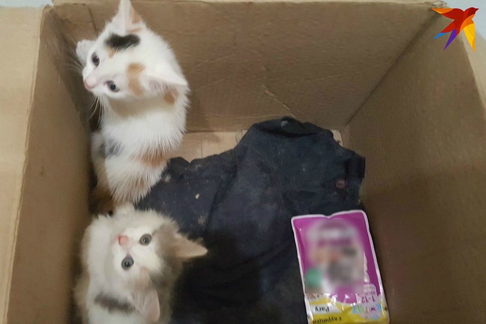 Рядом с малышами положили запечатанный пакет влажного корма. Фото: Татьяна КЛЕКОВКИНА