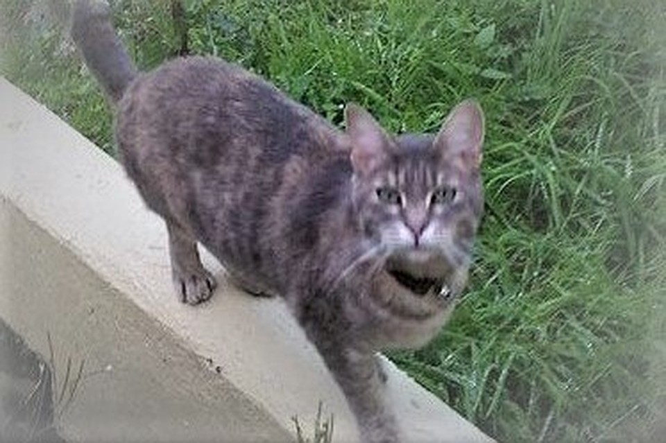 Кошка Хэтти