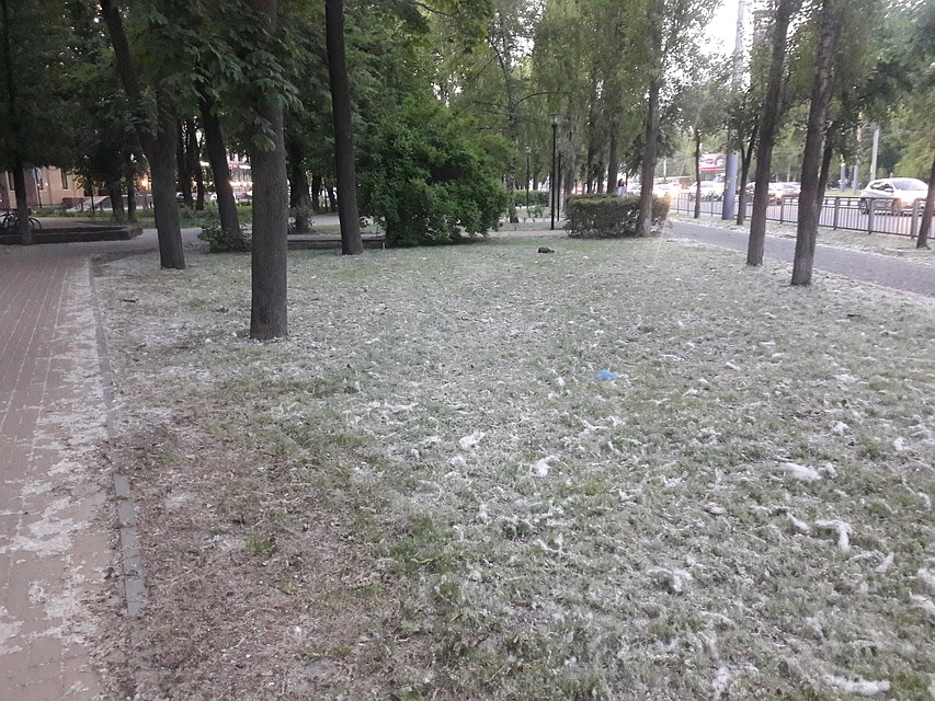 Тополиный пух в Воронеже.