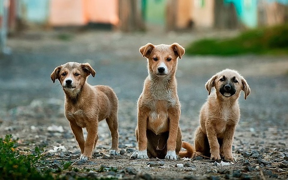 ФОТО: pixabay.com.