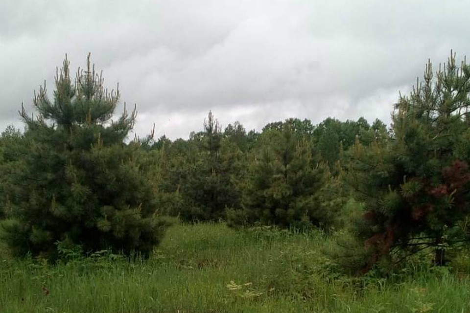 Сотни саженцев сосны посадили для восстановления леса в ЕАО