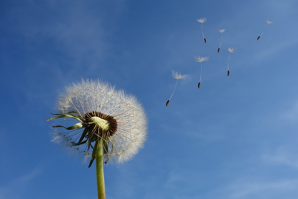 Фото: pixabay.com