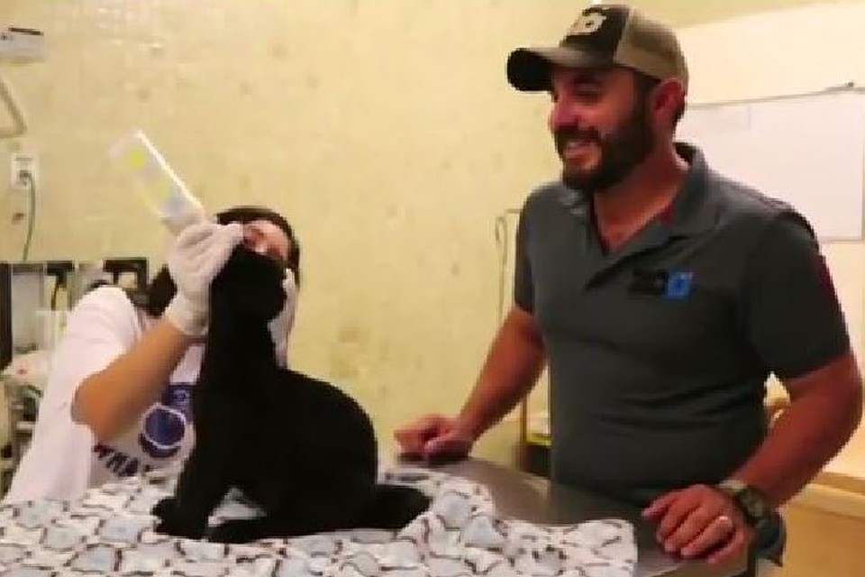В Мексике родился детеныш редкого черного ягуара. Фото: скрин с видео