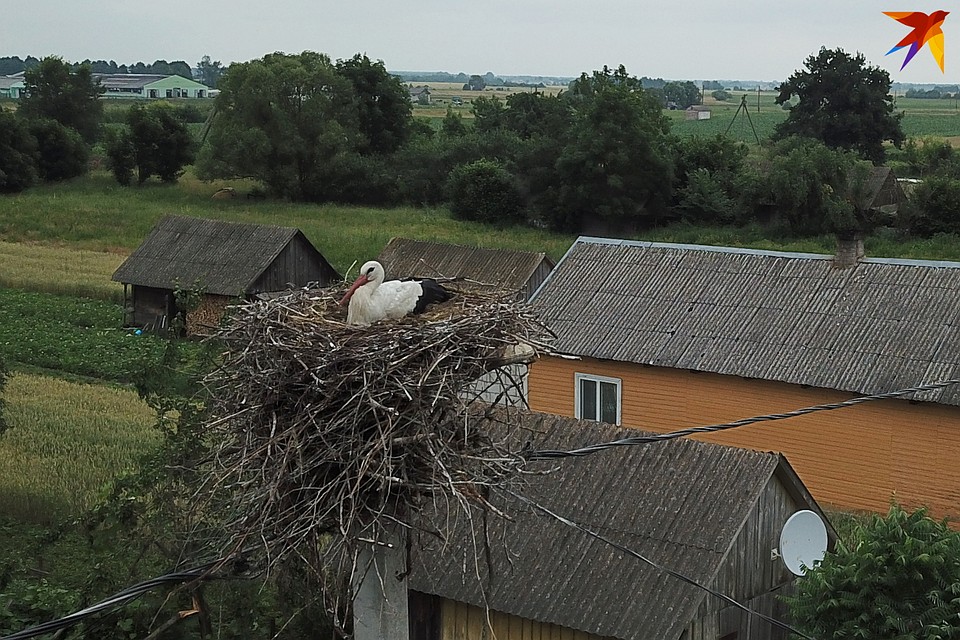 Деревню на Полесье заселили аисты