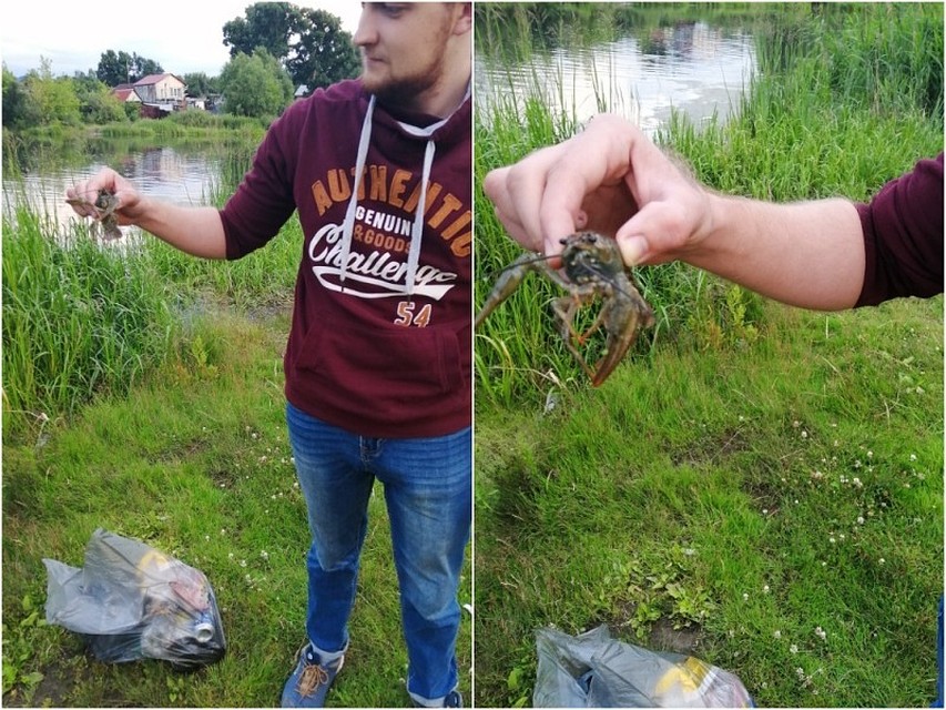 Раки прихотливы в окружающей среде и будут жить не в каждом водоеме. Фото: экологическое движение « Экочел»