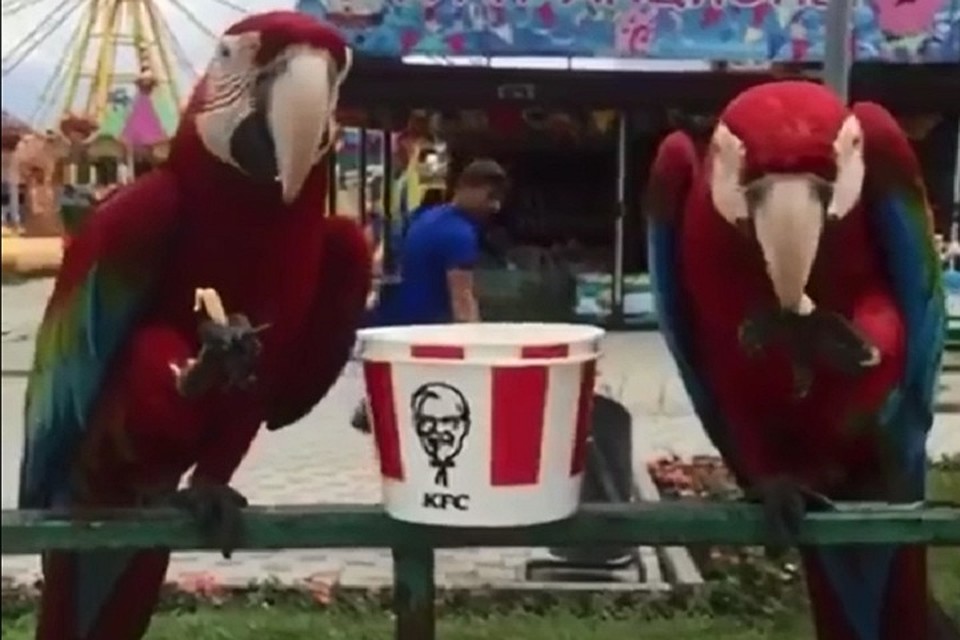 ФОТО: Скриншот видео "Анапа в курсе"