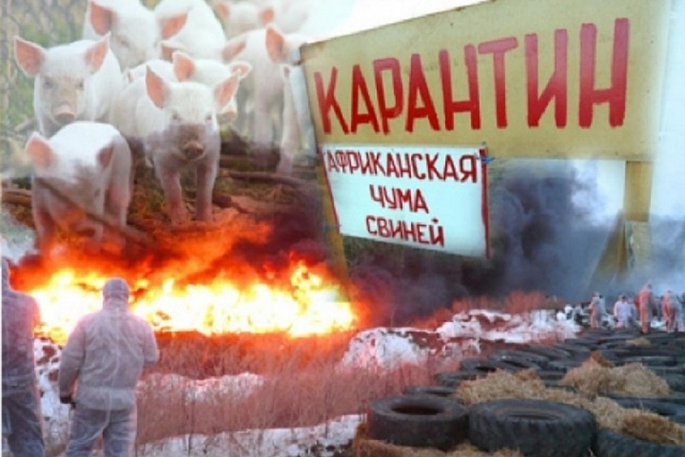 В Кагульском районе - африканская чума свиней.