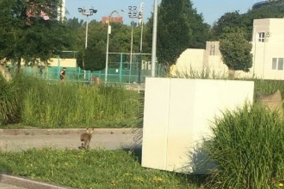 Ушастый зверек был замечен автором фото возле стадиона «Донбасс Арена». Фото: twitter.com/Bylbyleva7