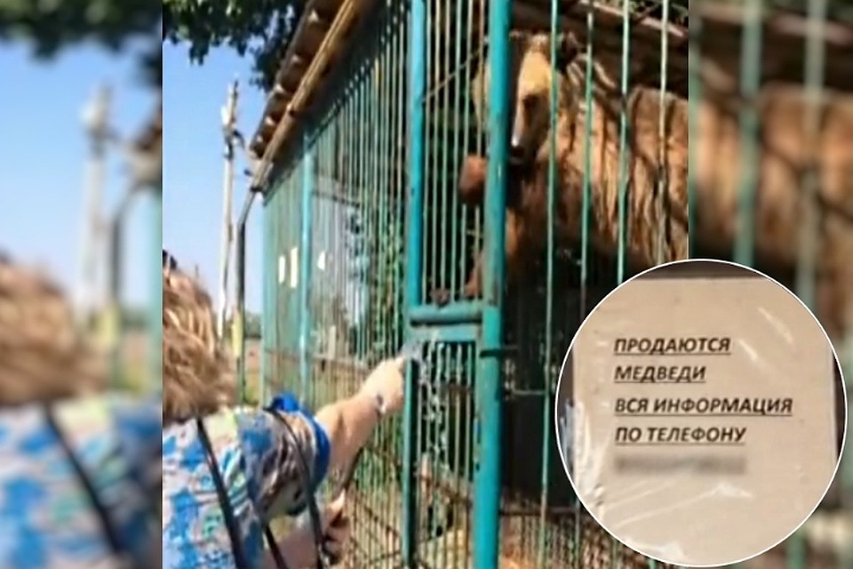 Животных хотели продать по 100 тысяч за каждого
