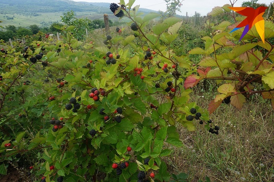 Все больше фермеров в Молдове берутся выращивать ежевику