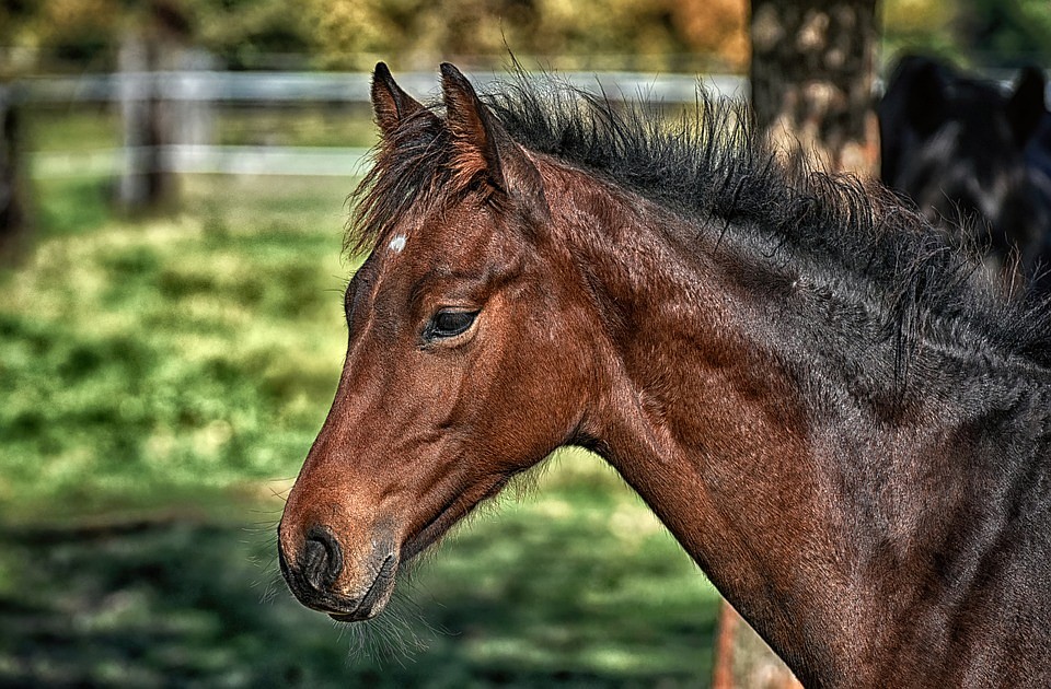 Фото: pixabay.com