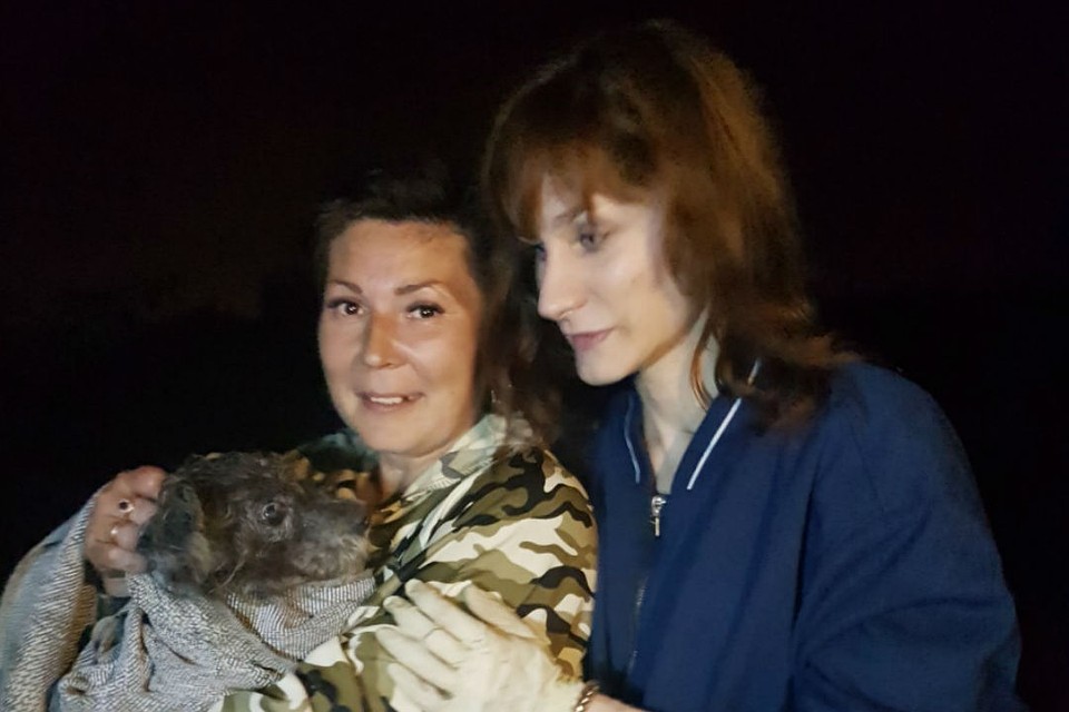 Собака просидела в камышах около двух суток. Фото: приют для животных «Друг».