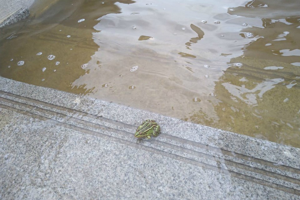 Уровень Амура в Хабаровске 20 августа 2019: вода на отметке в 599 сантиметров