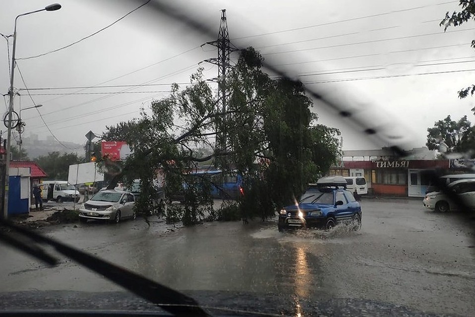 Дерево упало на автомобили во Владивостоке. Фото: Юлия Игнатенко