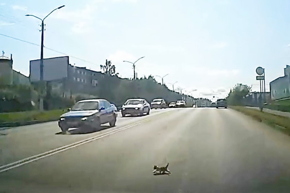 Котенок на дороге. Фото: скриншот видео Barnaul 22