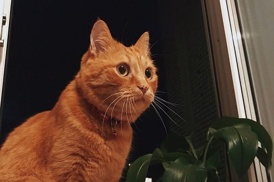 Кот Мартин пропал в начале августа.