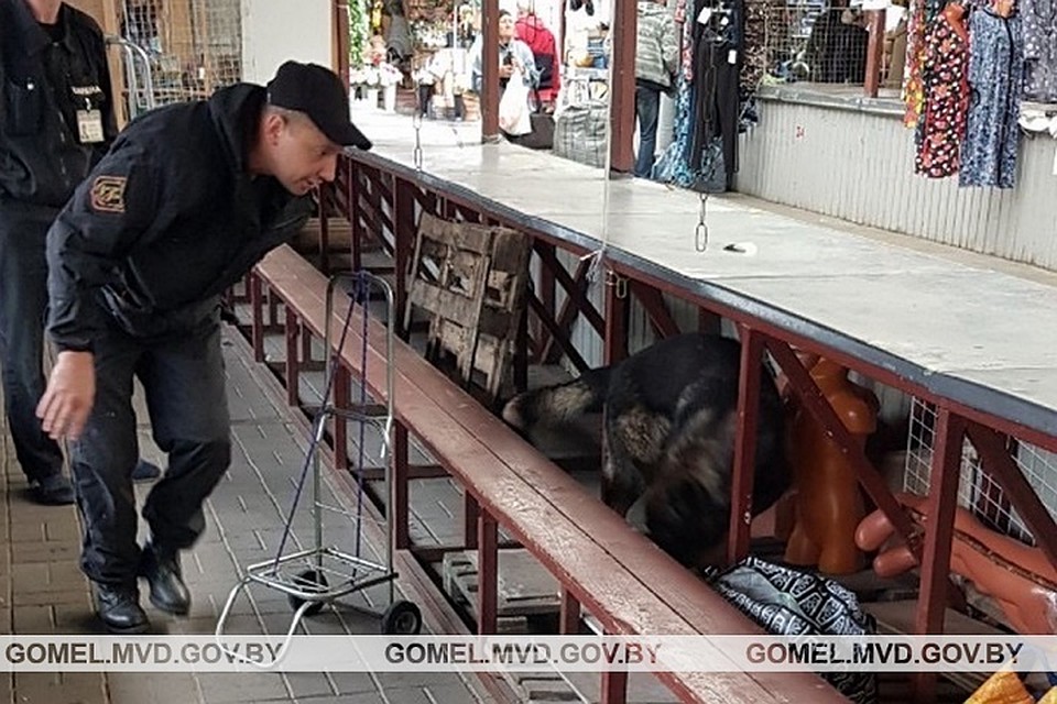 Овчарка нашла психотроп на центральном рынке Гомеля. Фото: УВД Гомельского облисполкома.