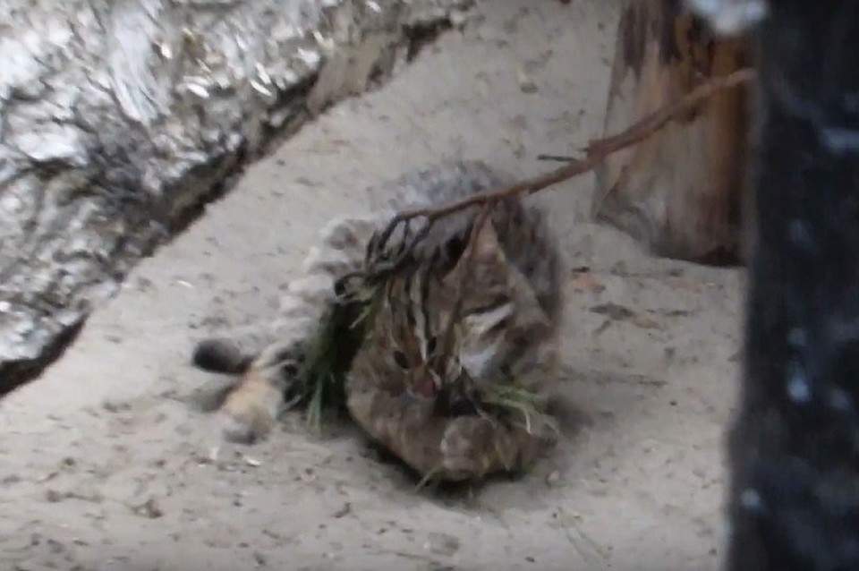 Дальневосточный котенок играет с веткой. Фото: кадр из видео