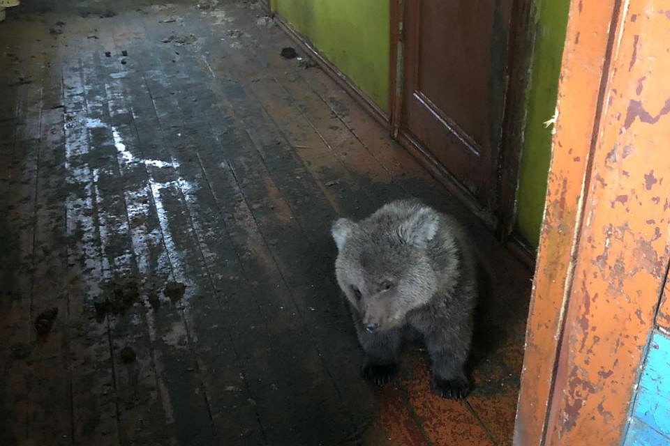 Медвежонка нашли в заброшенном здании в Первомайском округе Мурманска. Фото: vk.com/murmanpriut