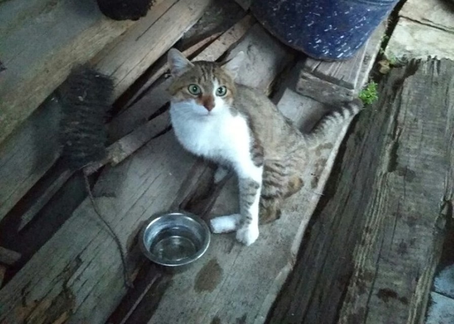 Котик Лео ночует в разрушенном сарае