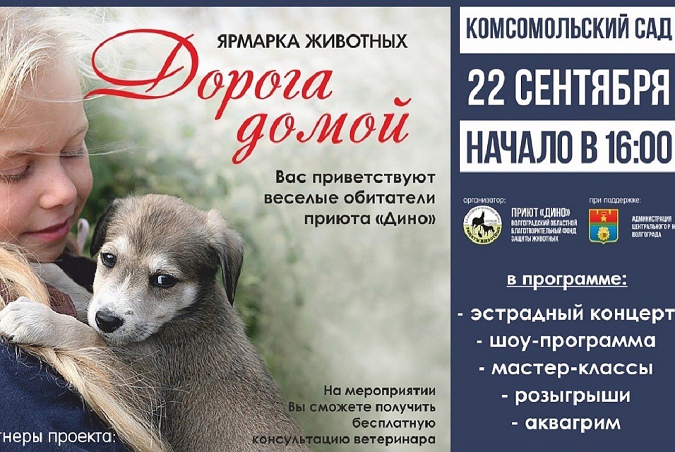 Фото: приют "Дино"
