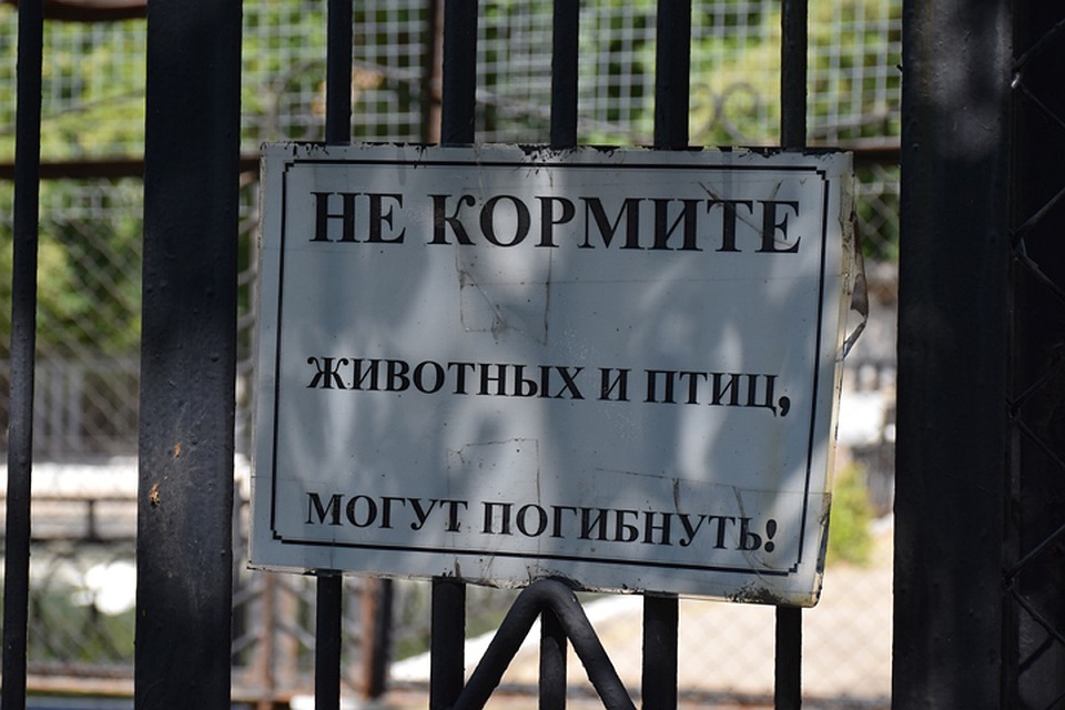 Такие таблички висят почти на всех клетках, но "добрые" люди продолжают кормить животных