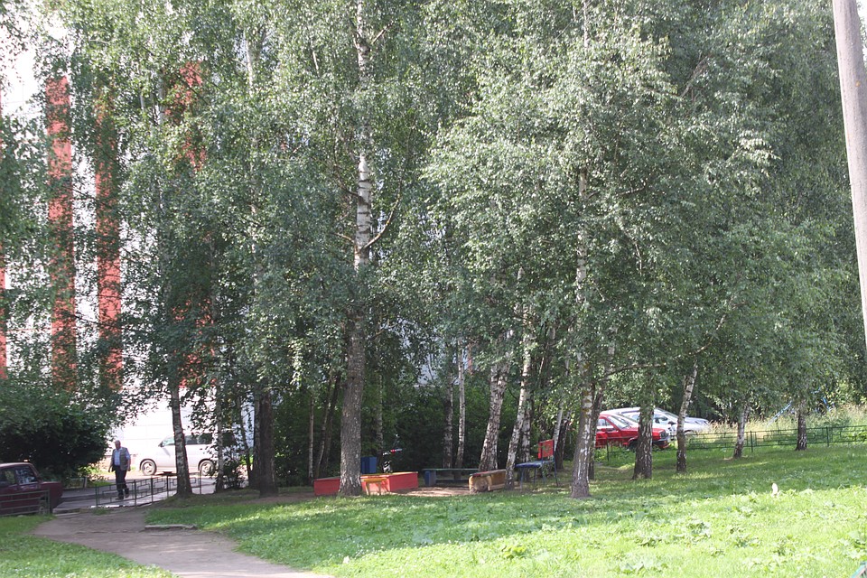 В Смоленске подрежут деревья.