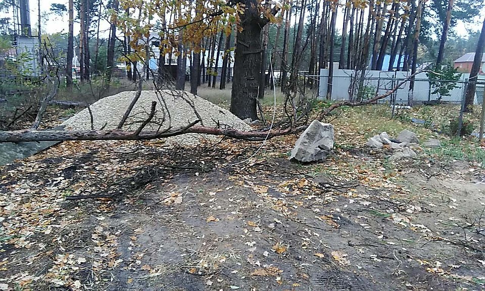 Упавшее дерево оборвало провода