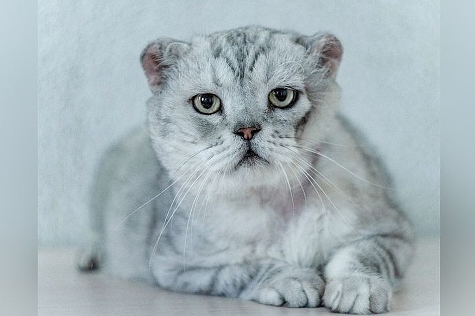 Валли спокойный кот и позировать умеет. Фото: vk.com/freedomanimals