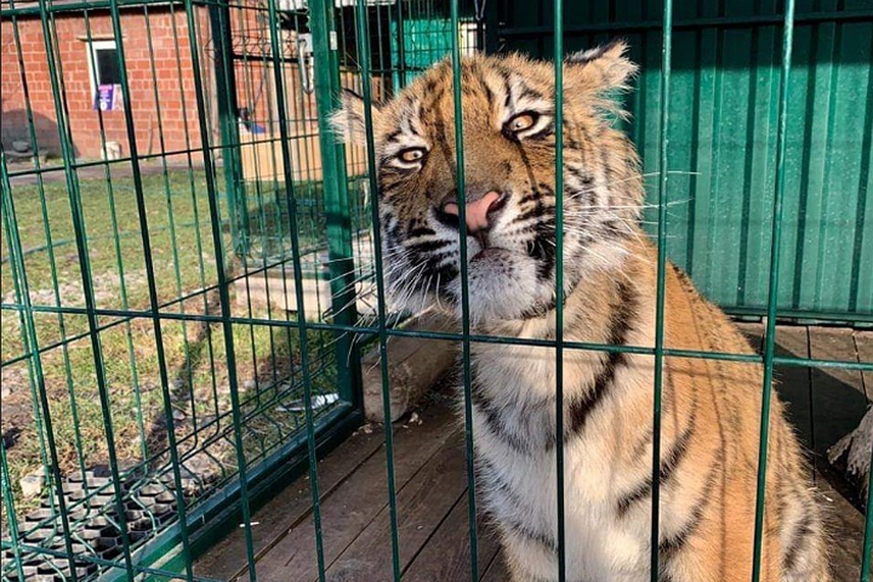 Животные приюта Карена Даллакяна приглашают челябинцев в гости
