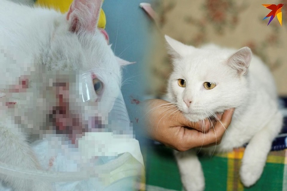 Паренек едва не погиб под колесами