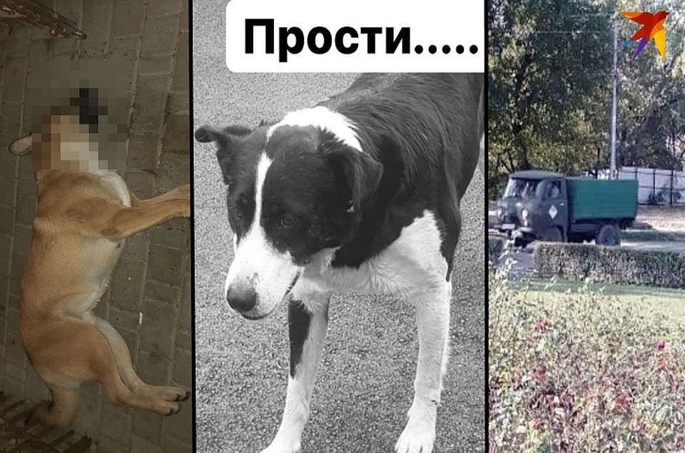 В администрации говорят, разберется полиция