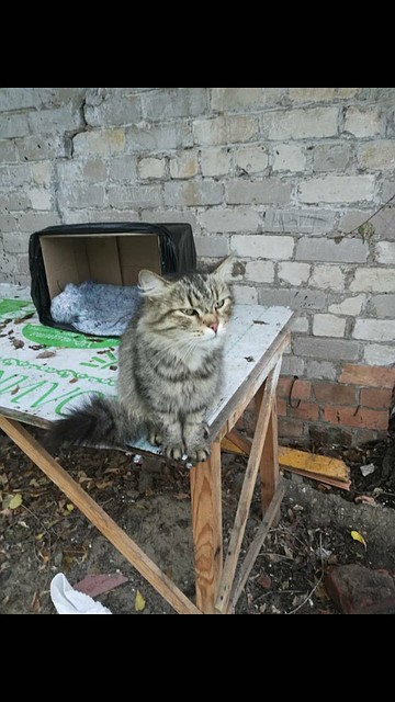 Самарская кошка демонстрирует чисто собачью преданность. Фото: соцсети
