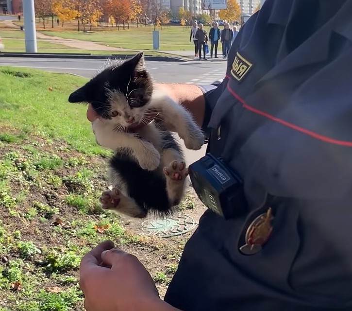 Котенок выбежал на проезжую часть, а потом спрятался где-то под машиной. Фото: скриншот видео