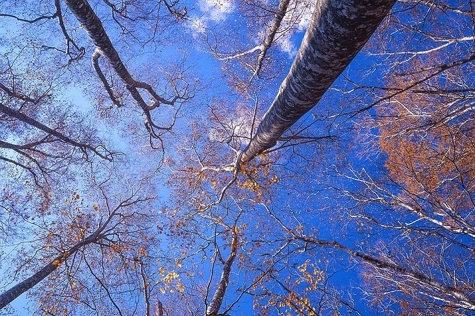 Погода в Тюмени 19 октября: ясная погода и без осадков. Фото с сайта pixabay.com