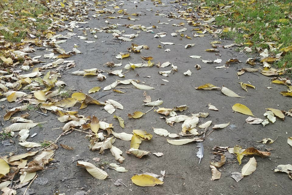 Погода в Хабаровске на 22 октября 2019 года: днем до +13, без осадков