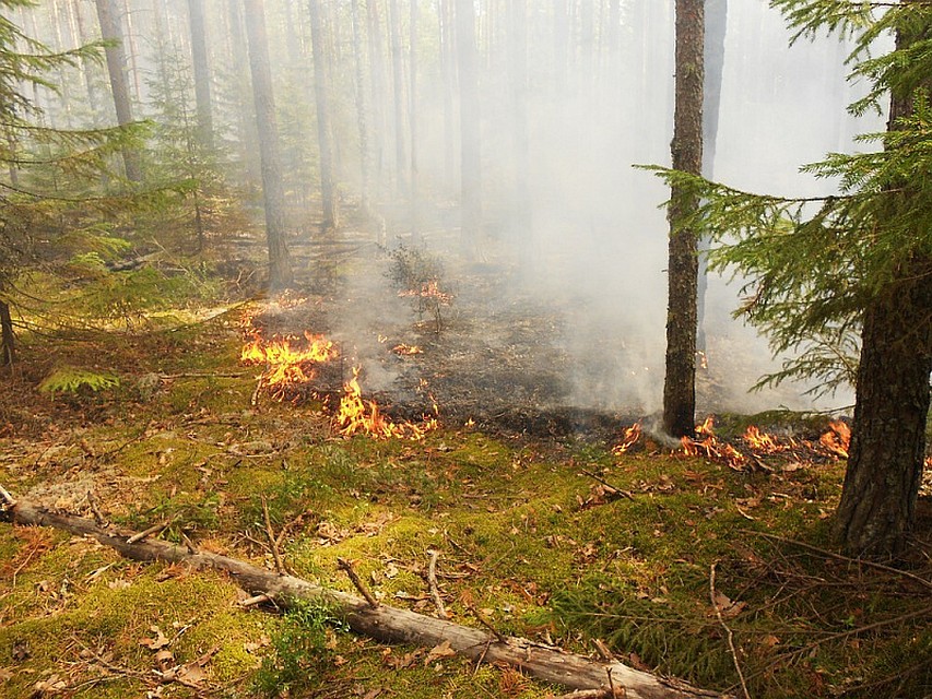 Фото: из открытых источников