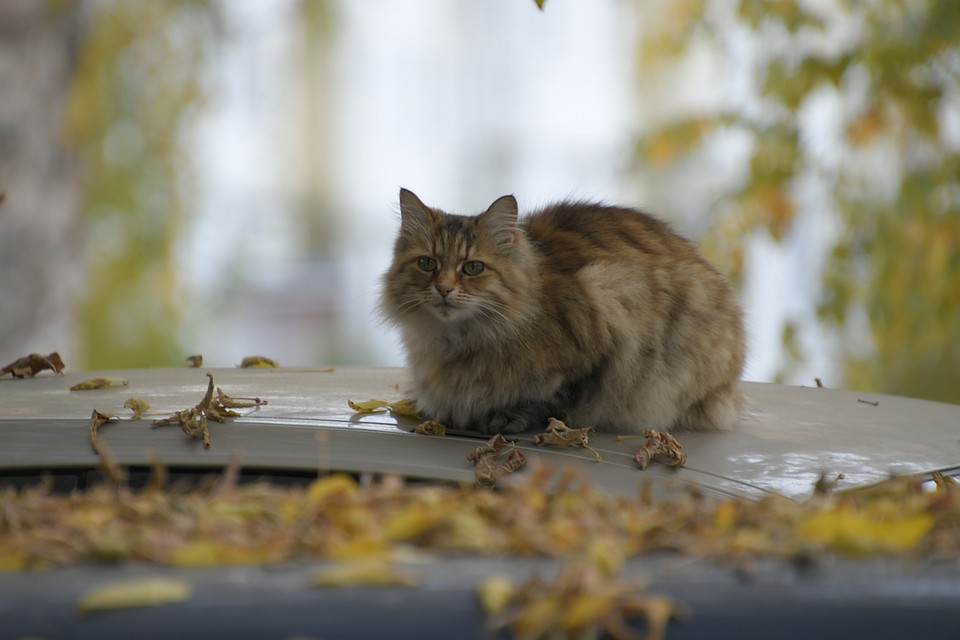 Фото: Алексей ФОКИН