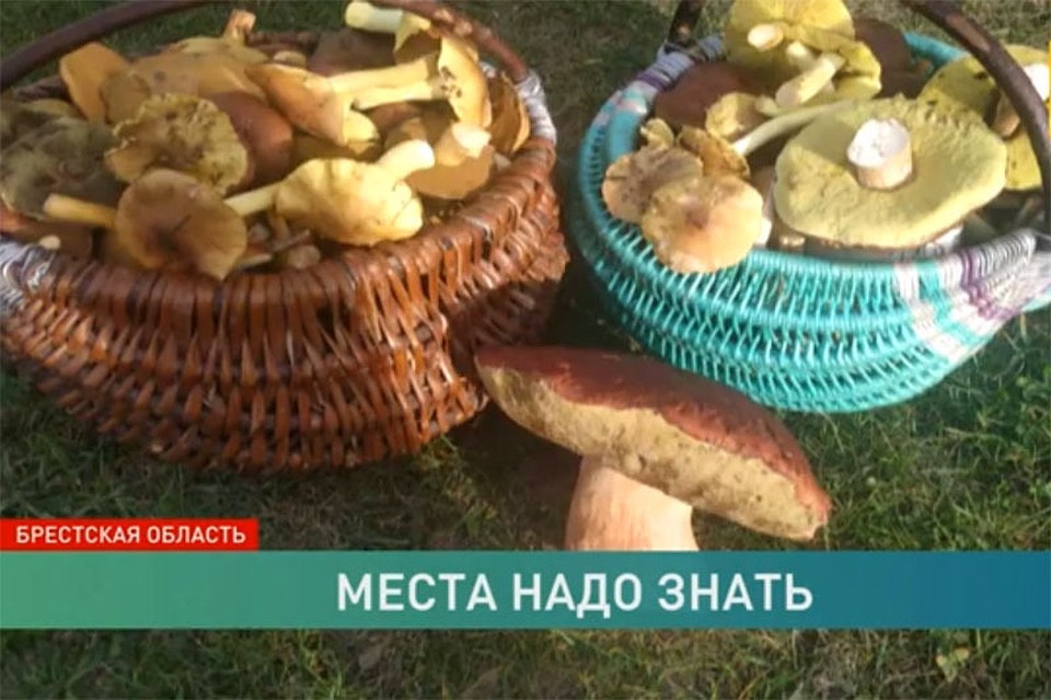 Гриб-великан весит больше килограмма. Фото: кадр из видео ОНТ