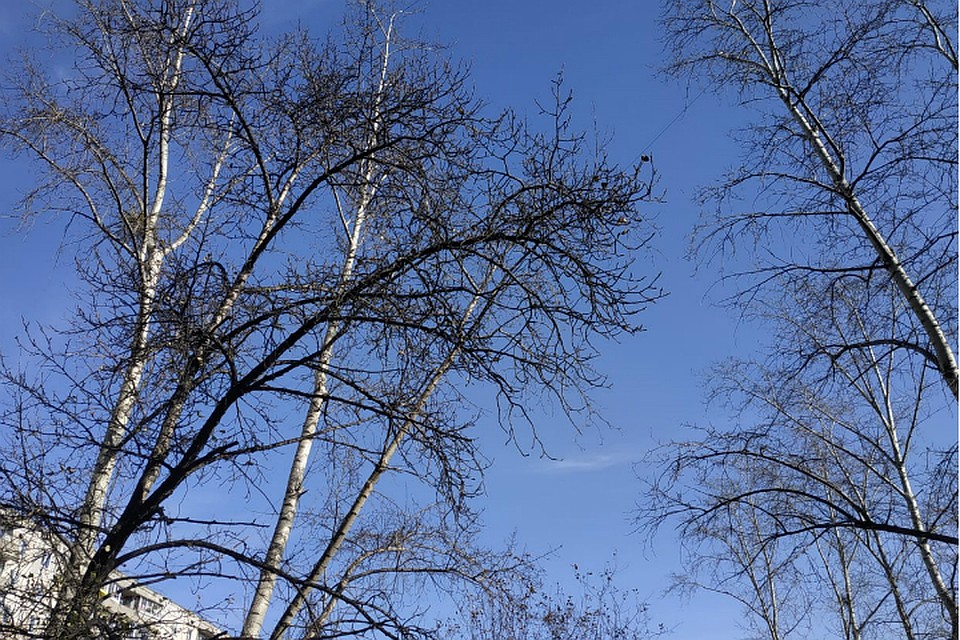 Погода в Хабаровске на 7 ноября 2019 года: днем до -7, без осадков