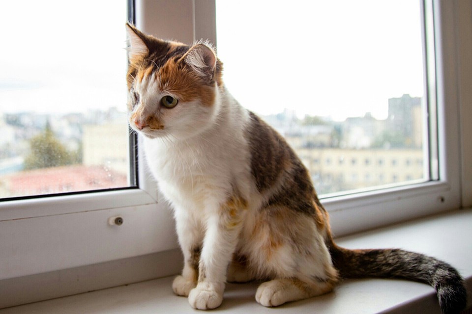 Кошка Лиза. Говорят, что трехцветные кошки приносят счастье в дом. Фото:vk.com/mjgkieserdca