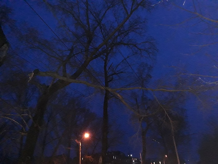 Сломленная ветка. Фото: Светлана Александрова