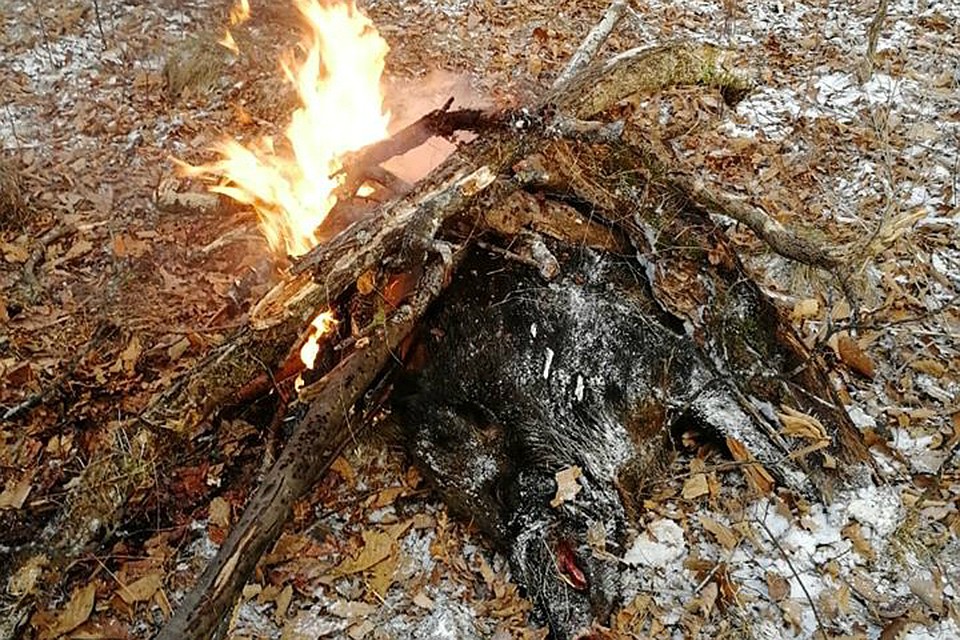 Подстреленного кабана сожгли из-за браконьера в Хабаровском крае